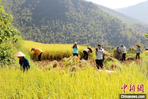 生態(tài)引擎激發(fā)產業(yè)活力 東安農旅融合驅動畜產品貿易新篇