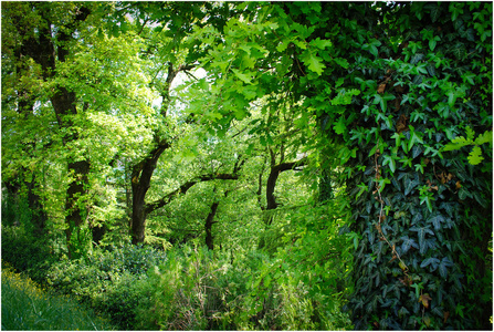 泰國橡膠林 農(nóng)業(yè)經(jīng)濟(jì)的重要支柱