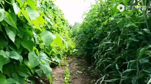 農村農產品 農業發展的核心與農民增收的關鍵