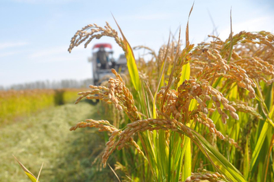 江蘇啟動農業“兩區”劃定，力爭五年內基本完成建設，夯實糧食安全根基